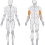 Triceps machine -Tricepsz gép - 1